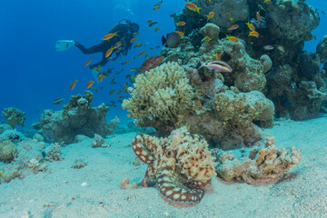 Coral reef and water plants in the Red Sea, Eilat Israel
