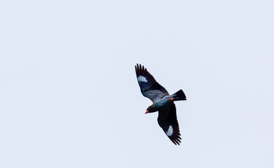 羽ばたく鳥　ブッポウソウ