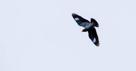 羽ばたく鳥　ブッポウソウ