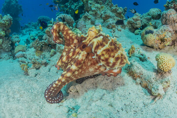 Octopus king of camouflage in the Red Sea, Eilat Israel 
