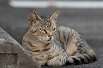 駐車場でくつろぐ地域猫