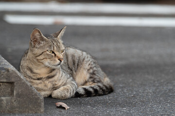 駐車場でくつろぐ地域猫