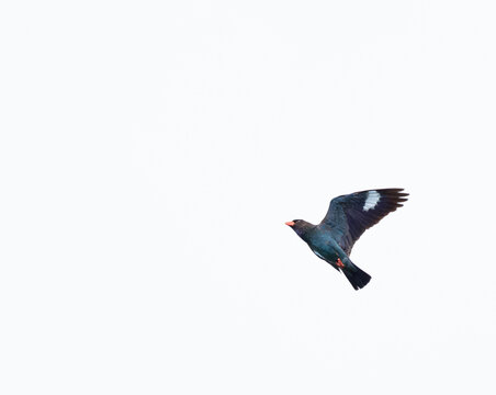 羽ばたく鳥 写真 羽ばたく鳥 写真