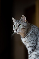 見つめる猫　サバトラ猫