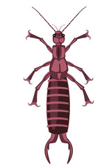 Insect earwig on white background is insulated