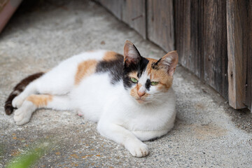 Fototapeta premium くつろぐ三毛猫