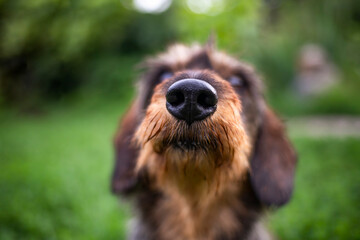 The dog sniffs the camera. Close-up of a dog's nose. - obrazy, fototapety, plakaty