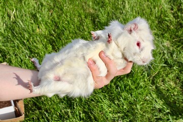 A white albino guinea pig laying in a female hand belly up on a grass background. Scared guinea pig 