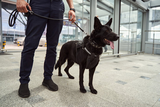 Security officer with police dog standing at airport terminal