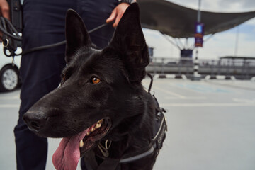 Police detection dog on duty with security officer at airport