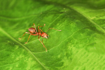 Close up red ant is stay on fresh stick tree. The red ant is work group bug animal