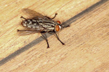 close up housefly is insect bug on floor