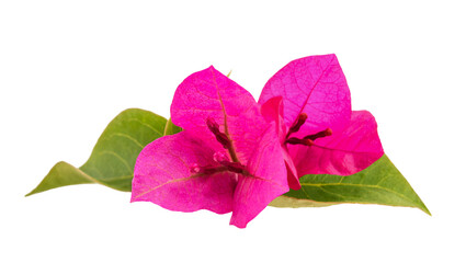 Bougainvillea  flowers