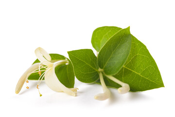 Honeysuckle flower