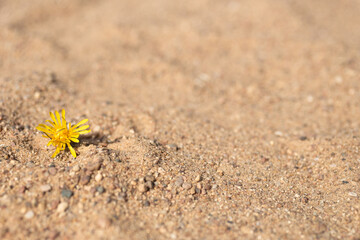 dandelion on the sand. free space for text. summer, yellow flower, sand.