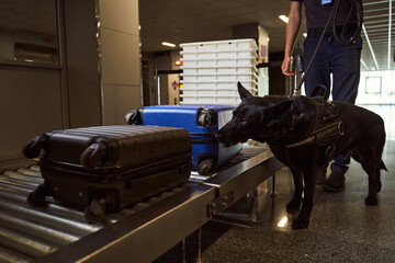 Security worker with police dog checking luggage at airport