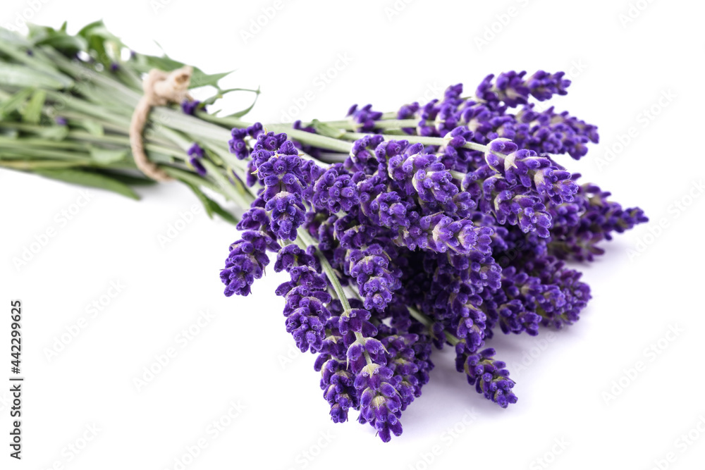 Poster Lavender flowers bunch