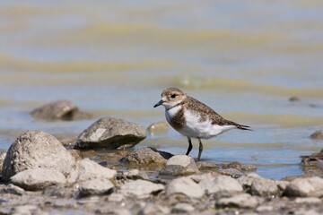 Falklandplevier, Two-banded Plover, Charadrius falklandicus
