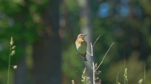 Bird Whinchat (Saxicola rubetra) male. Whinchat sits on a young spruce branch and looks around in a typical habitat
