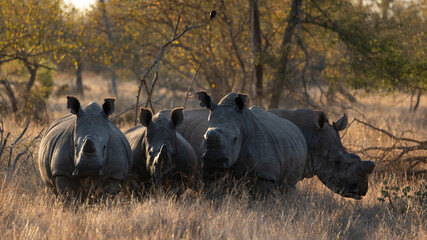 a crash of white rhinos in golden light © Jurgens