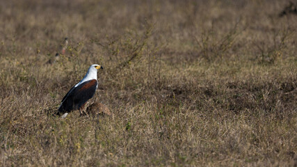 Fish eagle feeding on a leopard tortoise