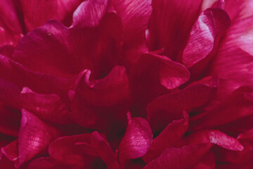 Close-up of a red peony flower.