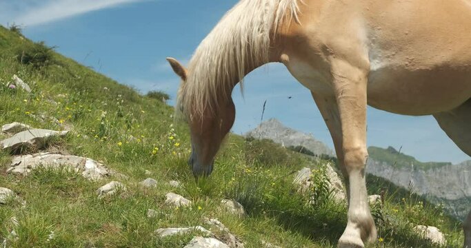 Horses. Horses grazing in the mountains of Tuscany.On Monte Matanna in the Apuan Alps, wild horses graze free. Italy. 