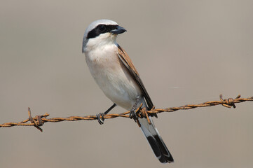 Red-backed Shrike, Grauwe Klauwier, Lanius collurio