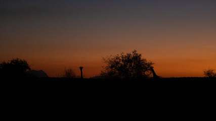 Fototapeta na wymiar silhouette of a giraffe at sunset