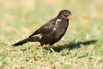 Roodsnavel-buffelwever, Red-billed Buffalo-weaver, Bubalornis niger