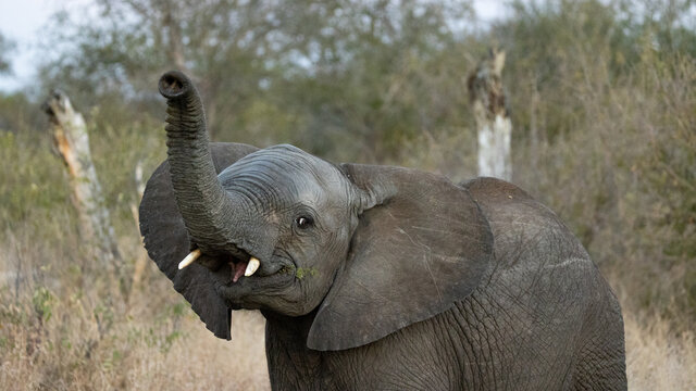 a very inquisitive baby elephant