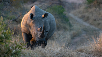 a big white rhino walking down a road © Jurgens