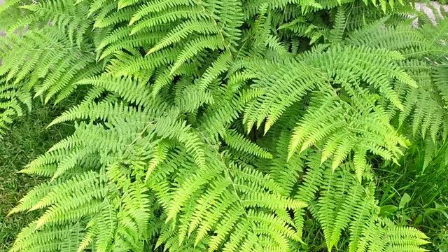  Bright green fern leaves swaying in the wind, green background, summer concept. High quality FullHD footage