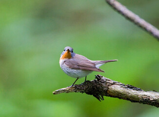 Red-breasted Flycatcher, Kleine Vliegenvanger, Ficedula parva