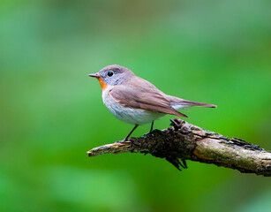 Kleine Vliegenvanger, Red-breasted Flycatcher, Picedula parva