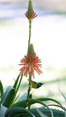 collared sunbird on an aloe flower