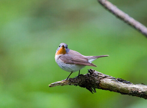 Red-breasted Flycatcher, Kleine Vliegenvanger, Ficedula parva