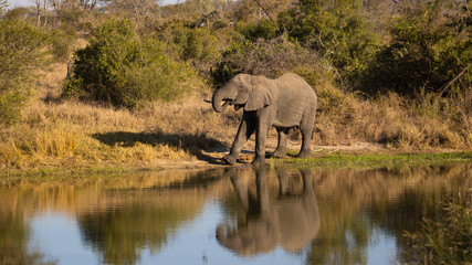 Obraz premium Large elephant at the waterhole, with reflection on the water
