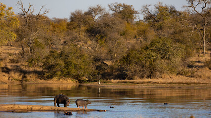 hippos on land at the waterhole