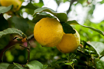 ripe lemon growing on a tree. Close-up, two lemons on a tree. Organic fruits, citrus fruits in the garden, health and vitamins from nature. Natural products.