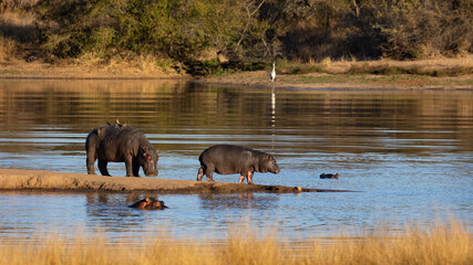 hippos on land at the waterhole