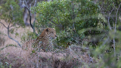 Naklejka na ściany i meble leopard male on the lookout.