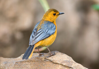 Roodkap-lawaaimaker, Red-capped Robin-chat, Cossypha natalensis