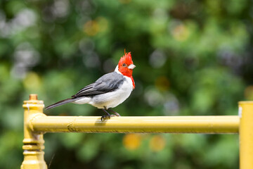 Roodkuifkardinaal, Red-crested Cardinal, Paroaria coronata
