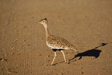Sahel-kuiftrap, Red-crested Korhaan, Lophotis ruficrista