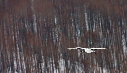Chinese Kraanvogel, Red-crowned Crane, Grus japonensis