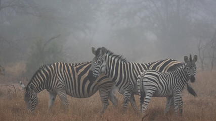 Obraz na płótnie Canvas zebras in early morning mist
