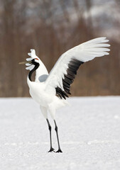 Red-crowned Crane, Chinese Kraanvogel, Grus japonensis
