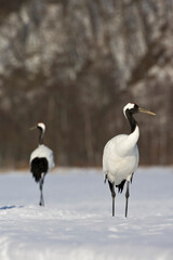 Obraz premium Chinese Kraanvogel; Red-crowned Crane