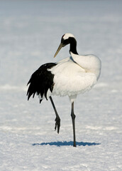 Chinese Kraanvogel; Red-crowned Crane